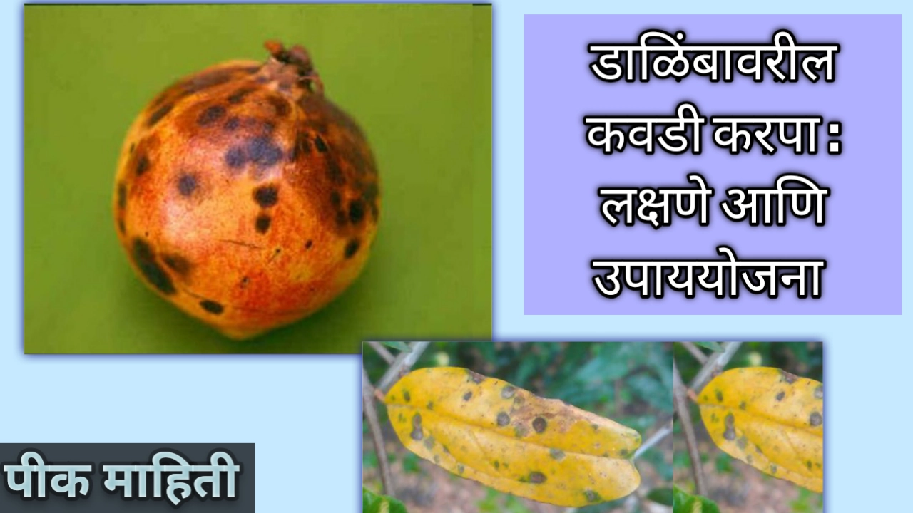 डाळिंबावरील कवडी करपा ची लक्षणे आणि उपाययोजना