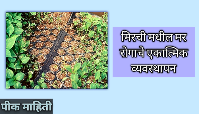 केस दाट व लांब होण्यासाठी घरगुती उपाय