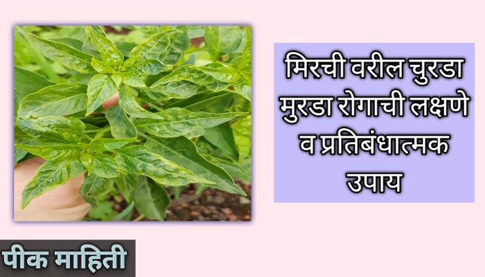 मिरची वरील चुरडा मुरडा रोगाची लक्षणे व प्रतिबंधात्मक उपाय