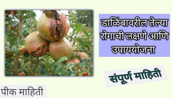 डाळिंबावरील तेल्या रोगाची लक्षणे आणि उपाययोजना