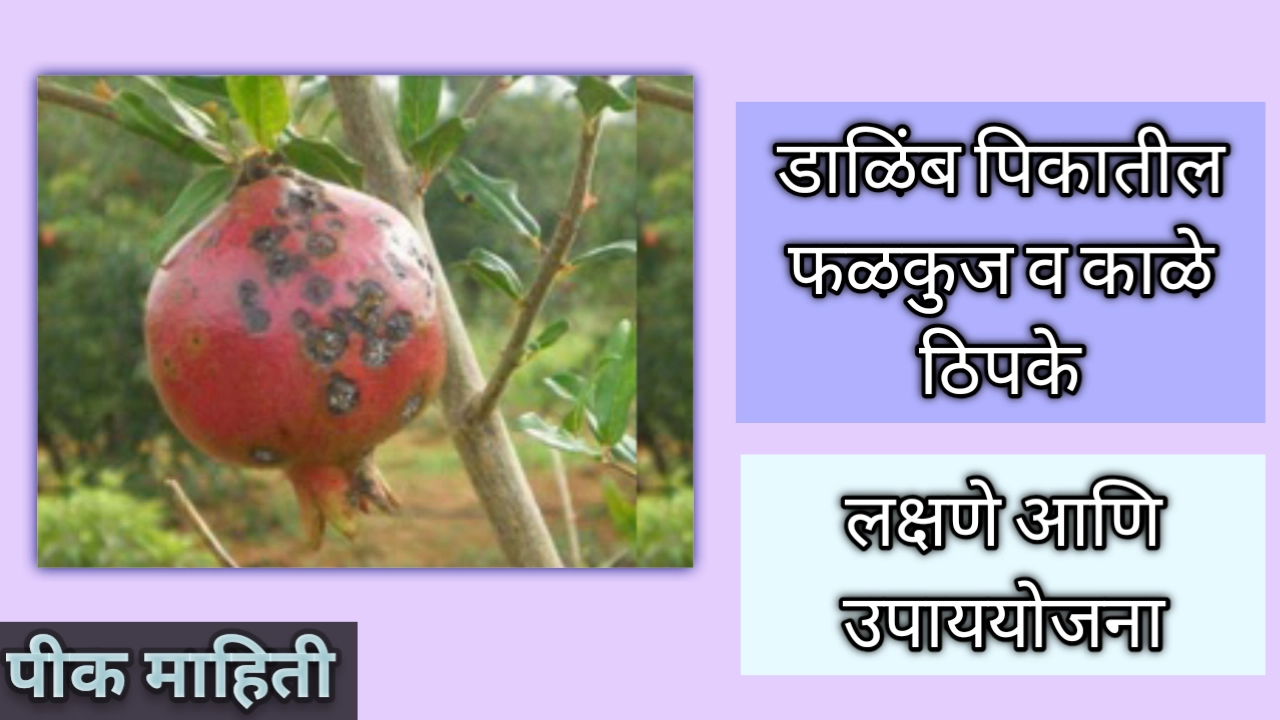 डाळिंब पिकातील फळकुज व काळे ठिपके : लक्षणे आणि उपाय