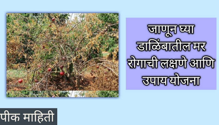 जाणून घ्या डाळिंबातील मर रोगाची लक्षणे आणि उपाययोजना