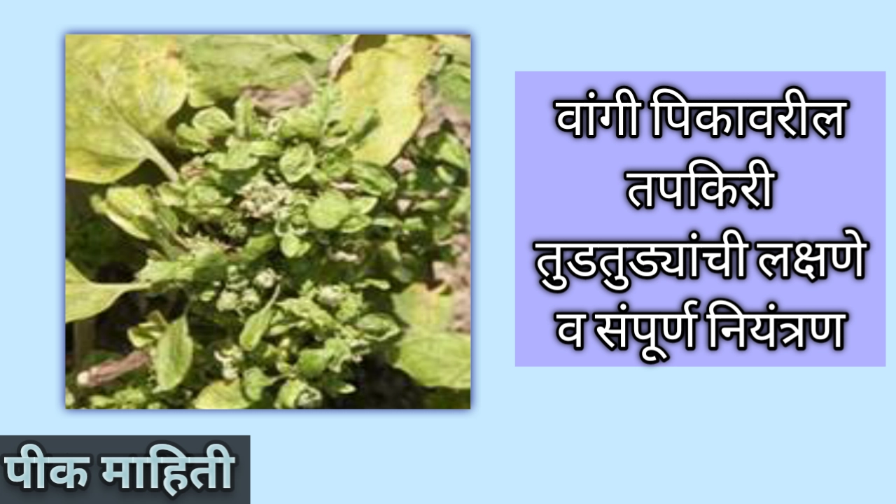 वांगी पिकावरील तपकिरी तुडतुड्यांची लक्षणे व नियंत्रण