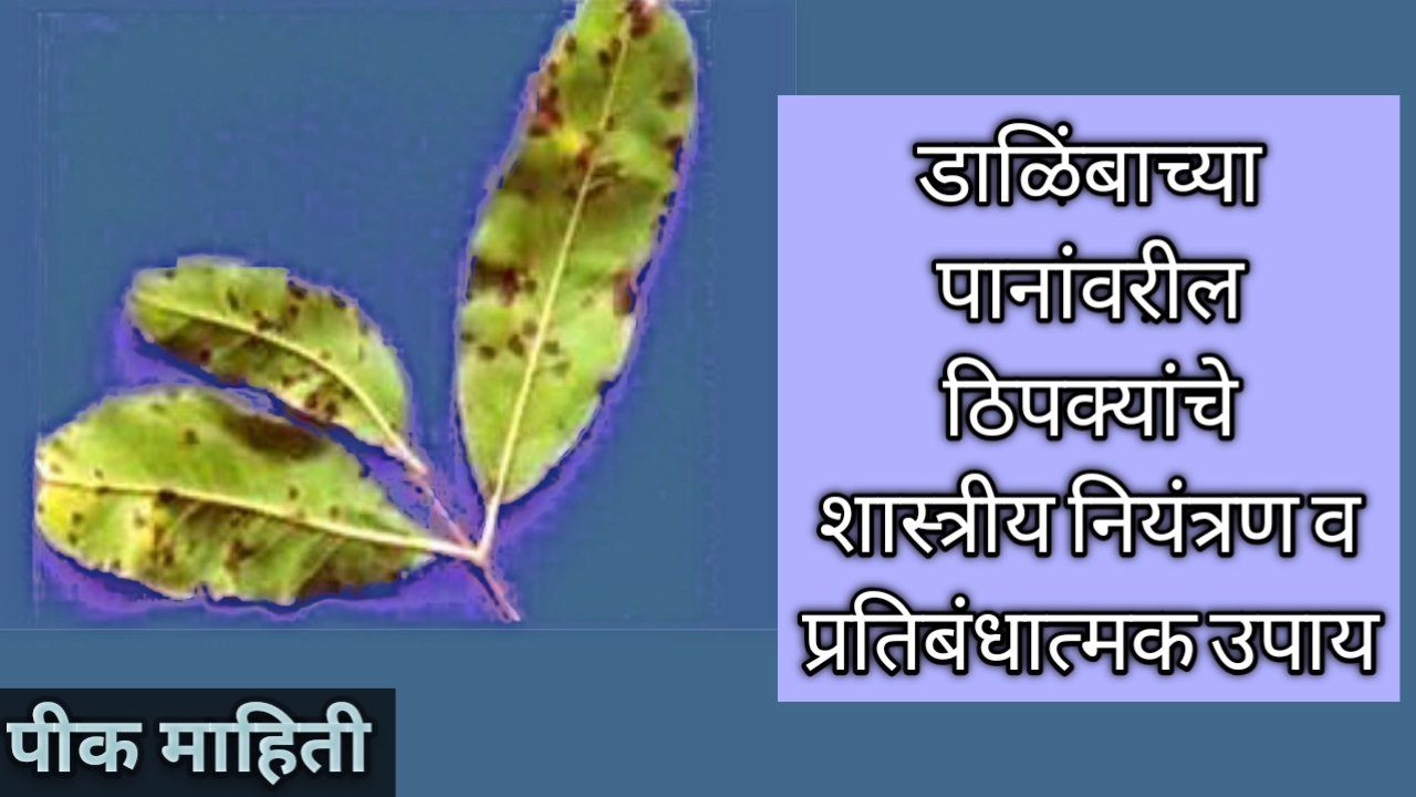 डाळिंब पिकावरील ठिपक्यांचे नियंत्रण व प्रतिबंधात्मक उपाय