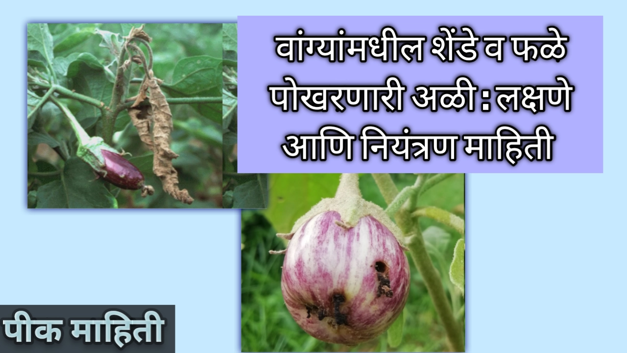 वांग्यांमधील शेंडे व फळे पोखरणारी अळी ची लक्षणे व नियंत्रण