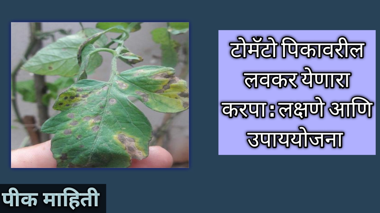 टोमॅटोवरील लवकर येणारा करपा: लक्षणे आणि उपाय