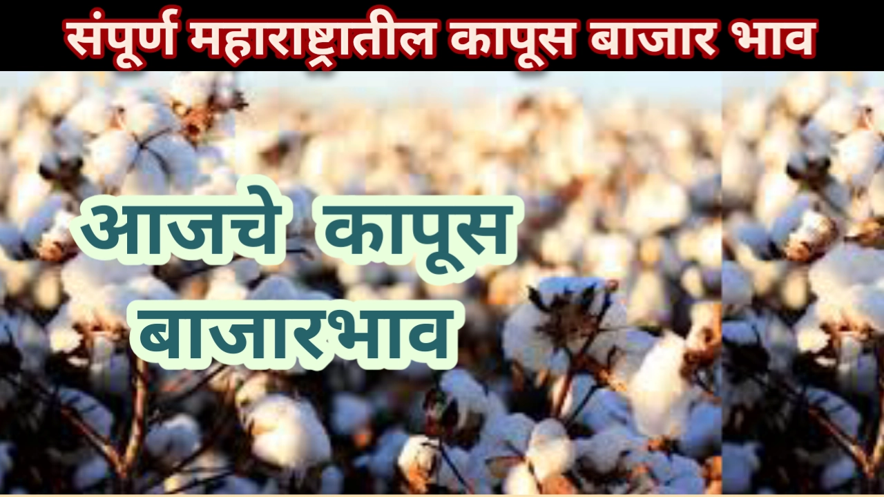 Cotton rate maharashtra