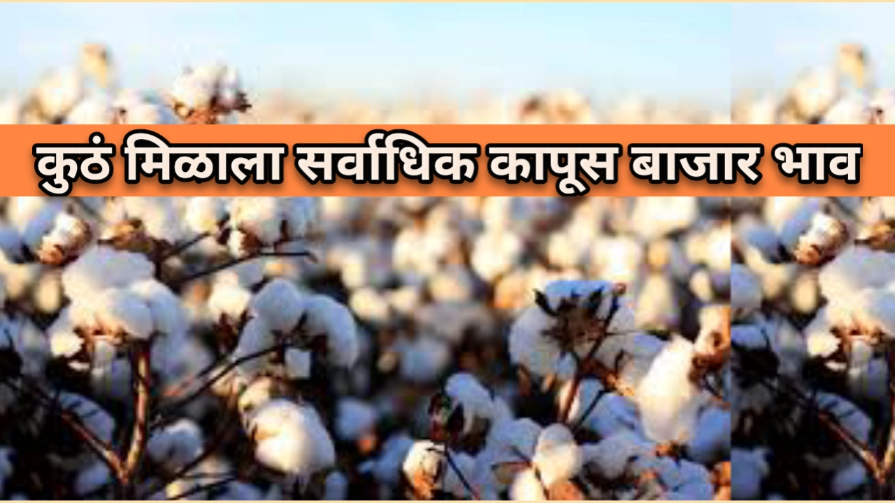 कापूस बाजार भाव