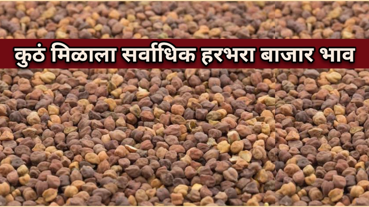 हरभरा बाजार भाव