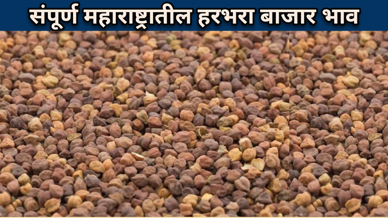 हरभरा मार्केट भाव