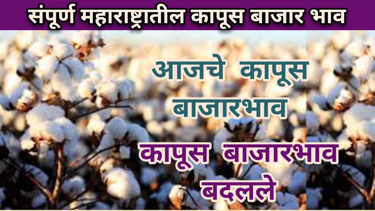 Cotton Rate: आजचे कापसाचे भाव दि. 15/06/2023 महाराष्ट्र
