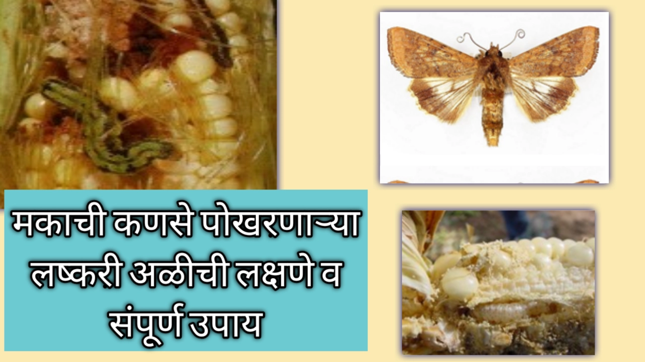 मकाचे कणसे पोखरणारी अळी (लष्करी अळी) ची लक्षणे आणि व्यवस्थापन