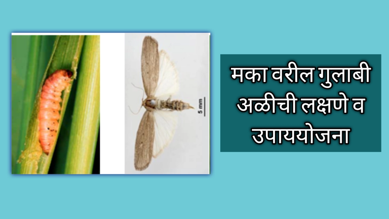 मका वरील गुलाबी खोड अळी ची लक्षणे व उपाय