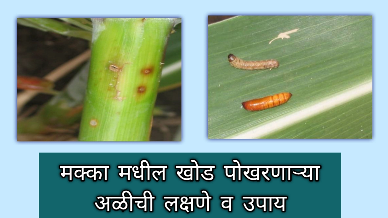 मका पिकातील खोड पोखरणाऱ्या अळीचे लक्षणे आणि व्यवस्थापन