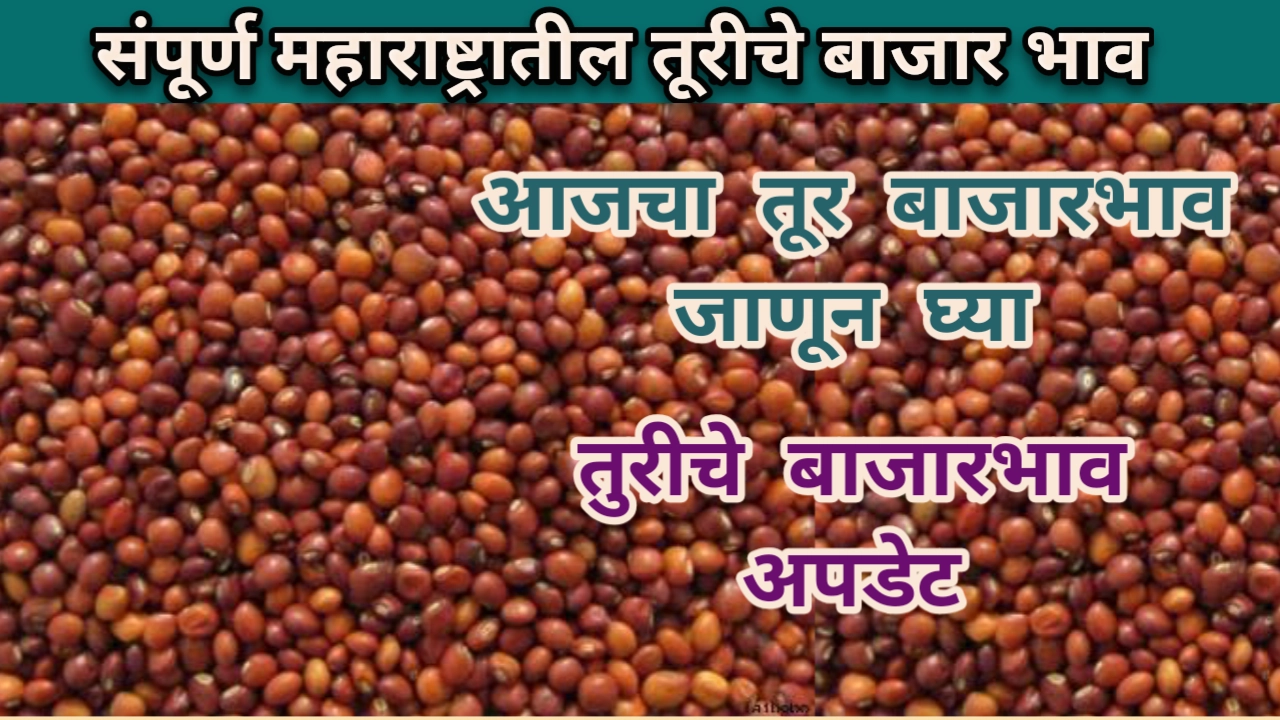 Tur Rate: आजचे तूरीचे भाव दि. 15/06/2023 महाराष्ट्र