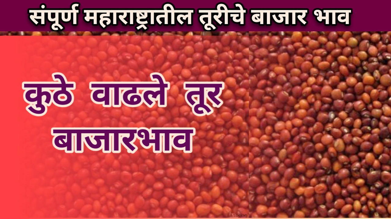 तूर बाजार भाव