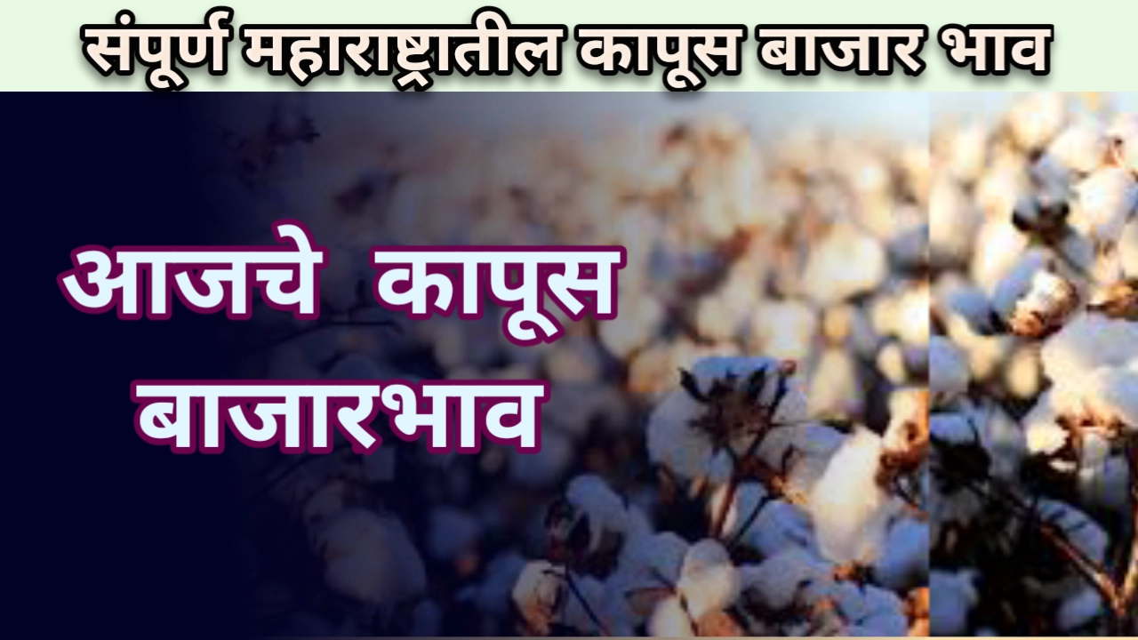 कापूस बाजारभाव