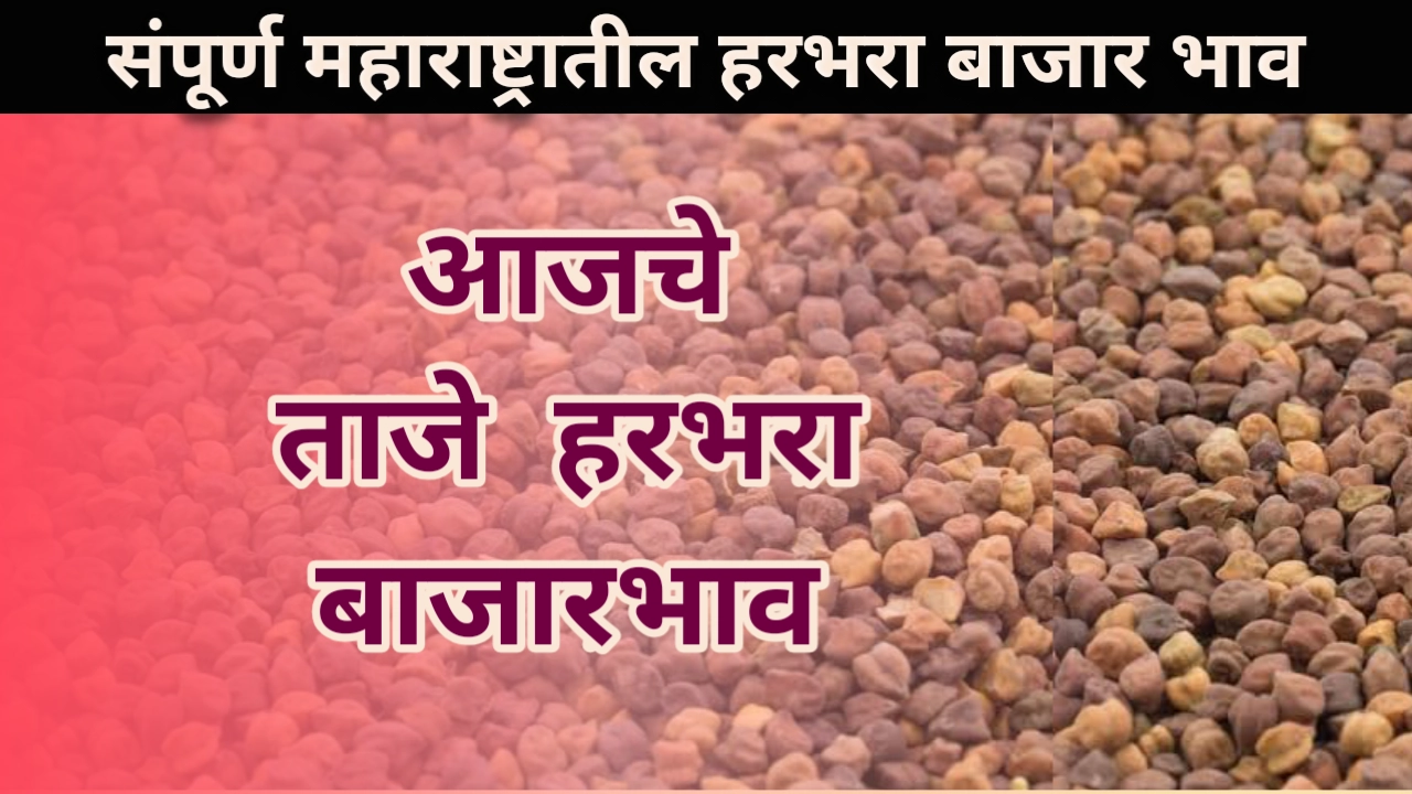 Harbhara bajar bhav