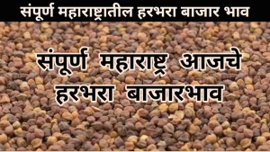 Chana Rate: आजचा हरभरा बाजार भाव संपूर्ण महाराष्ट्र Harbhara bajar bhav