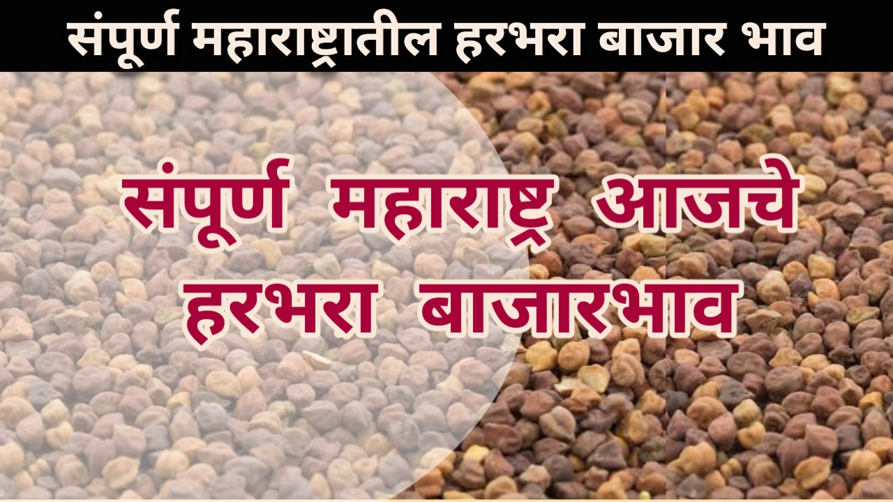 Harbhara rate Maharashtra