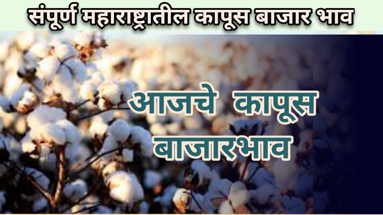 Cotton Rate: आजचा कापूस भाव दि. 26/07/2023 table Today cotton rate maharashtra