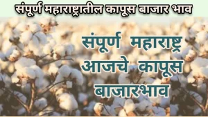 Cotton Rate: आजचा कापूस बाजार भाव संपूर्ण महाराष्ट्र कापूस बाजारभाव