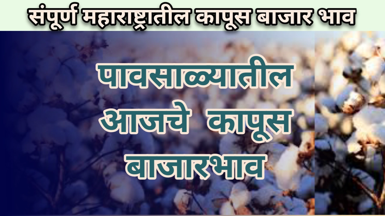 Cotton Rate: पावसाळ्यातील आजचा कापूस भाव संपूर्ण महाराष्ट्र कापूस बाजारभाव