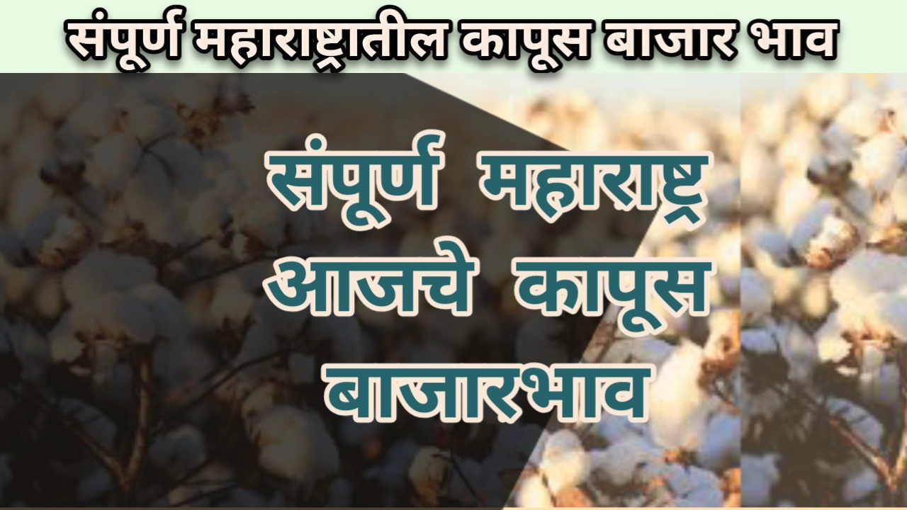 Cotton rate Maharashtra