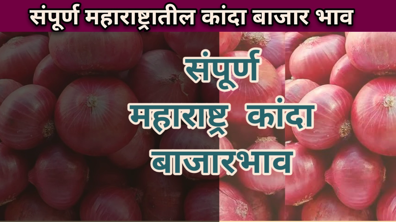 Kanda bajar bhav maharashtra