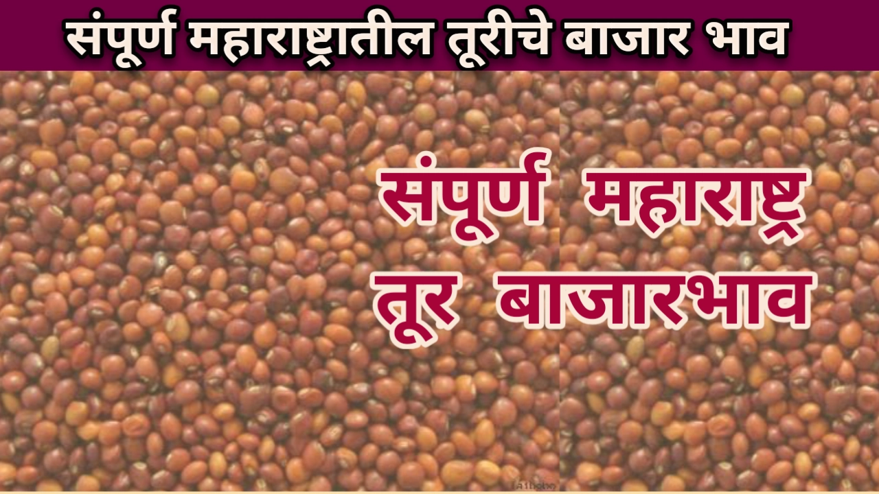 Tur Rate: आजचे तूर बाजार भाव संपूर्ण महाराष्ट्र table Tur bajar bhav