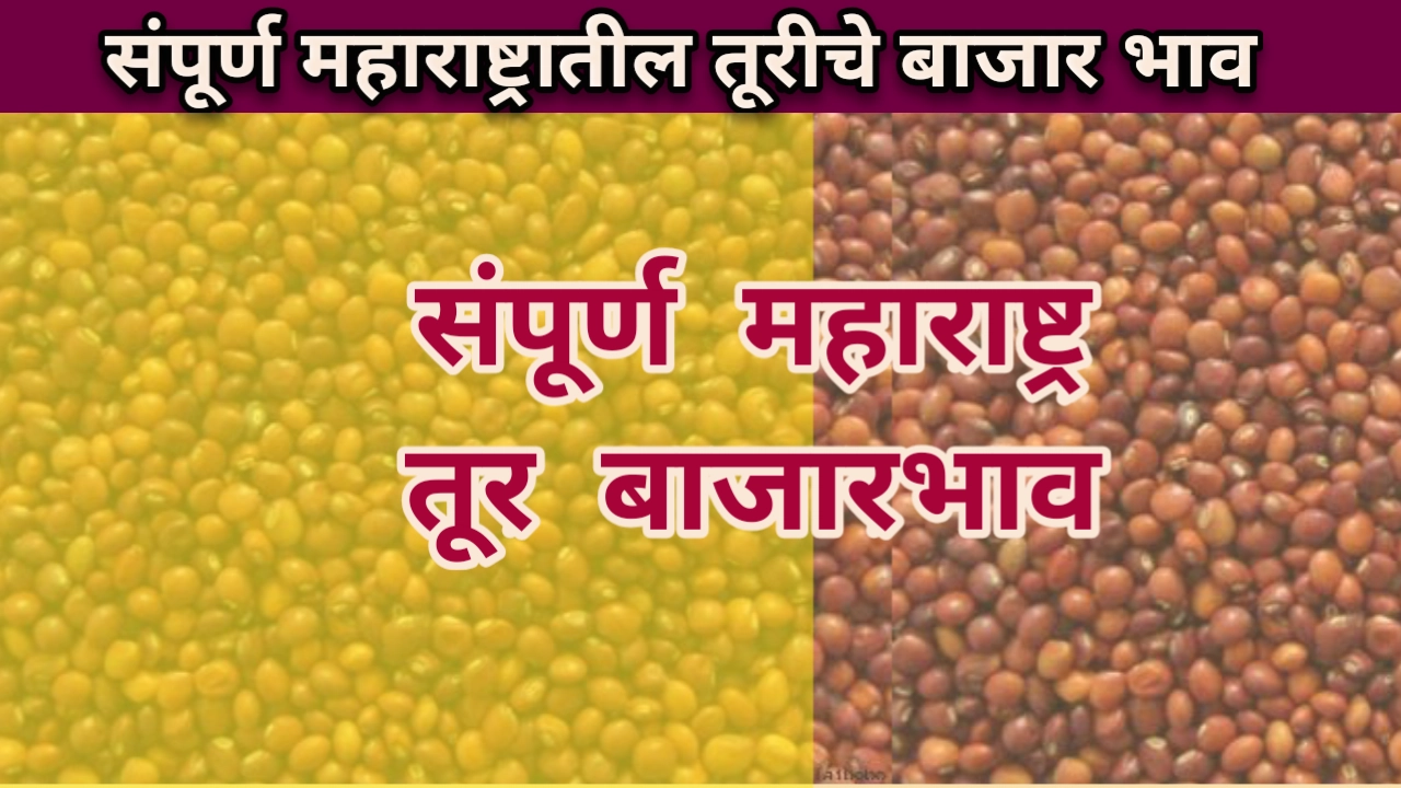 Tur Rate: आजचे तूर बाजार भाव संपूर्ण महाराष्ट्र, बाजार समितीतील तुरीचे रेट तूर रेट महाराष्ट्र