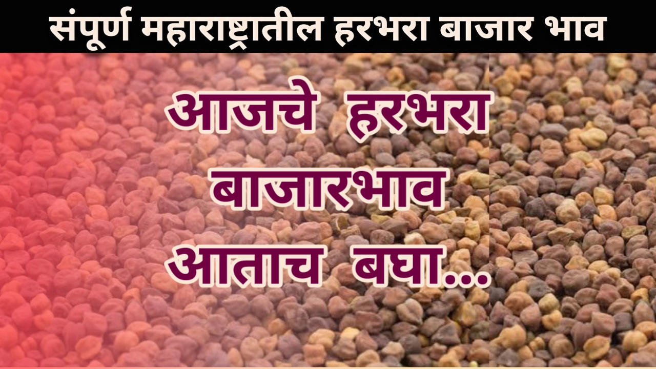 Harbhara bajar bhav maharashtra