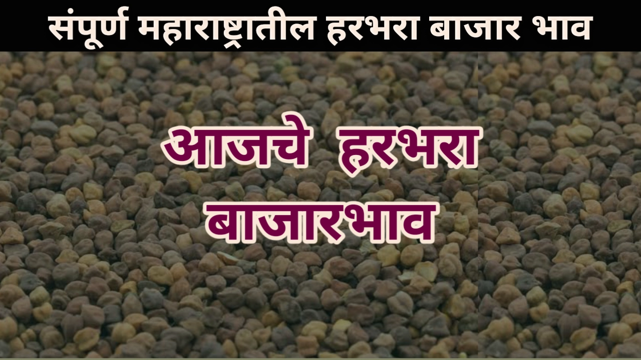 Chana Rate: आजचा हरभरा बाजार भाव table Chana rate