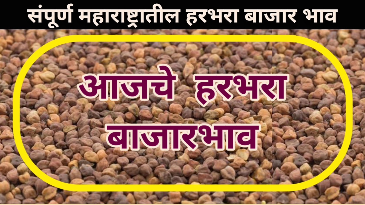 Chana Rate: आजचा हरभरा बाजार भाव table