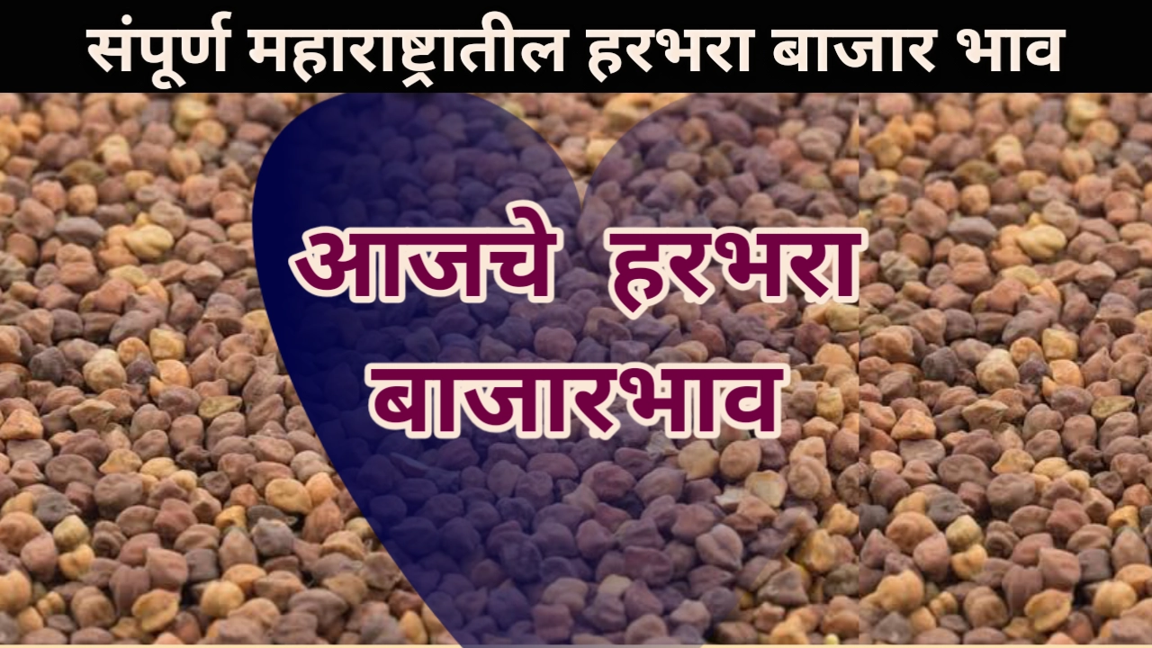 Harbhara bajar bhav