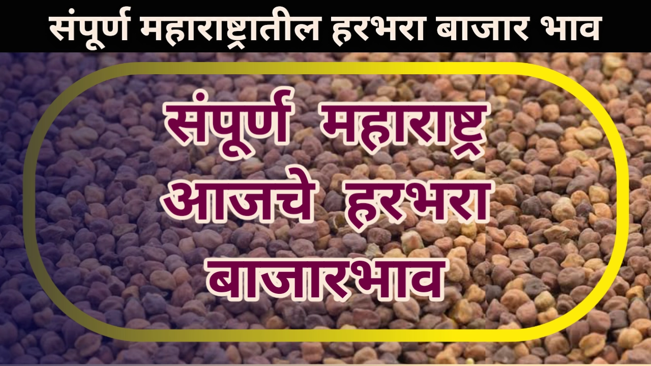 Chana Rate: आजचा हरभरा बाजार भाव संपूर्ण महाराष्ट्र