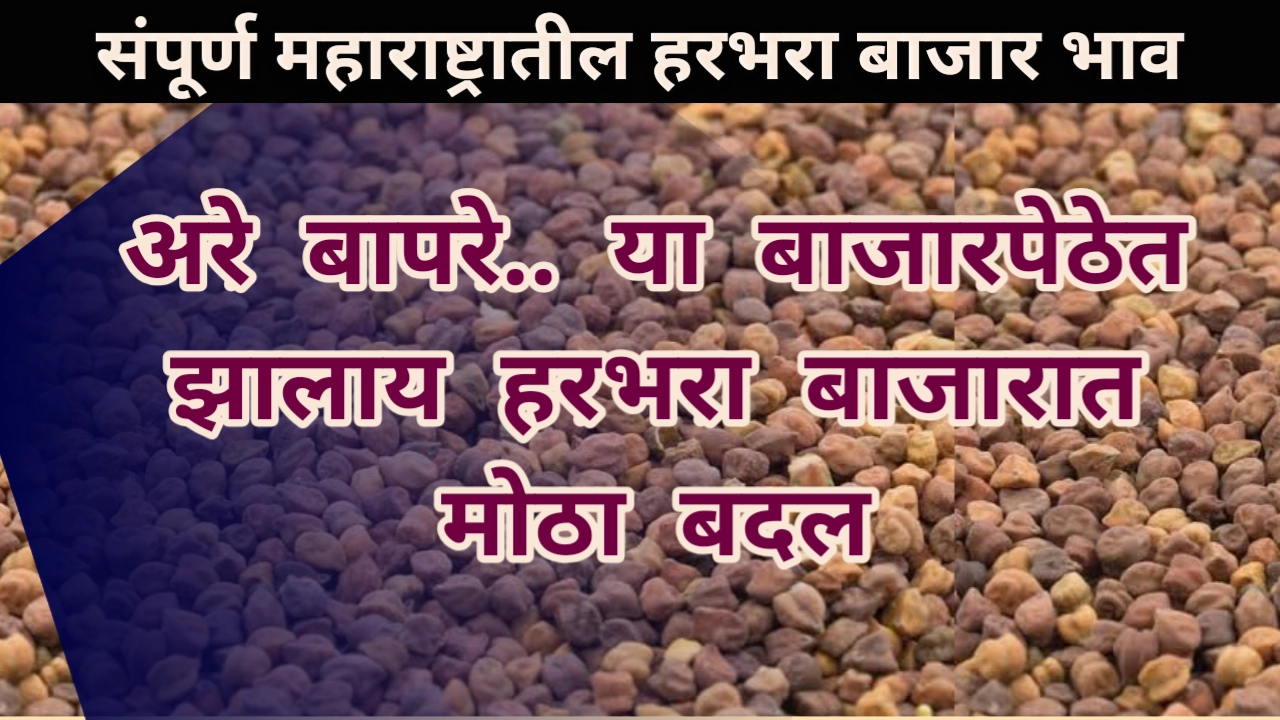 Harbhara bajar bhav maharashtra