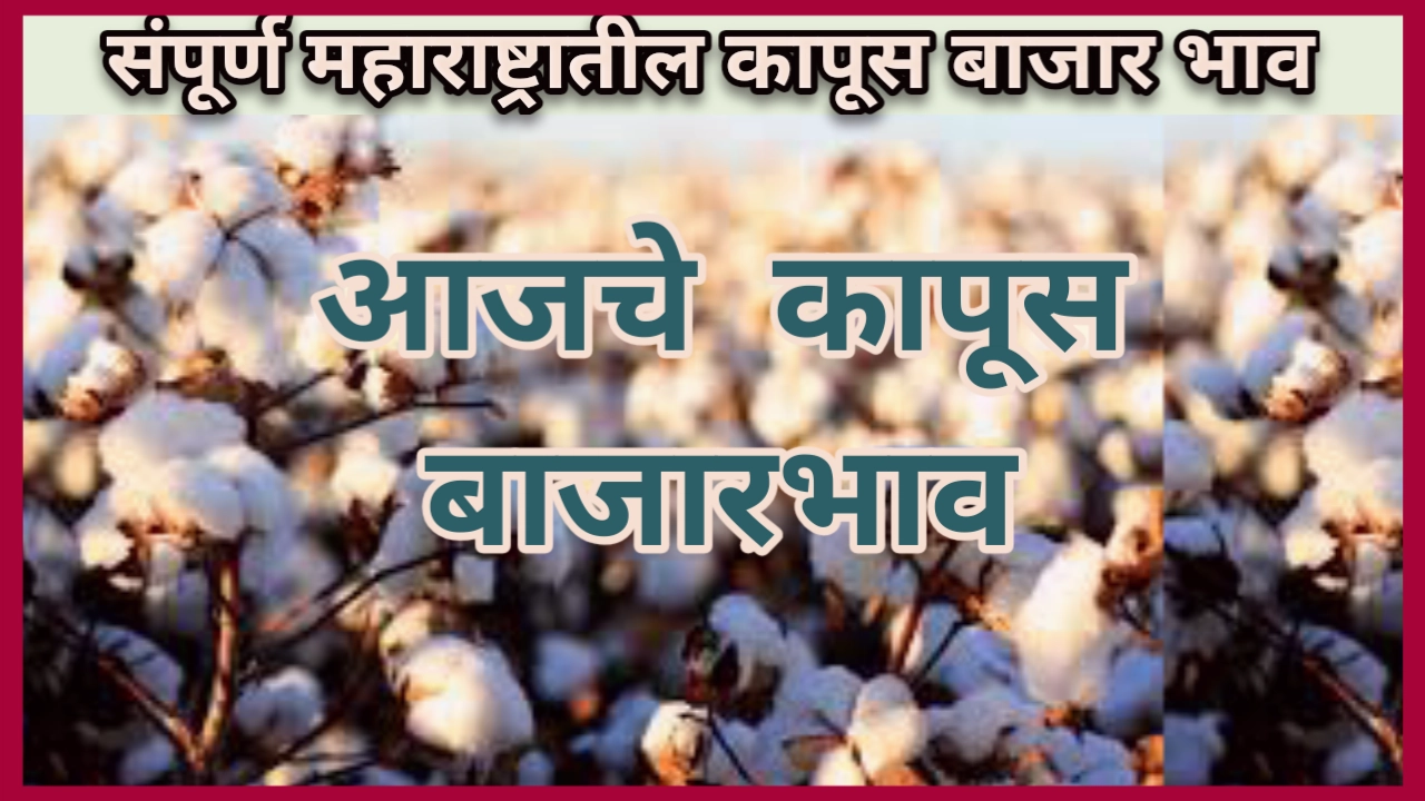Cotton Rate: आजचा कापूस भाव table