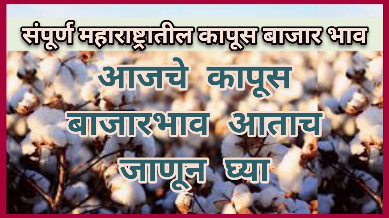 Cotton Rate: आजचा कापूस भाव संपूर्ण महाराष्ट्र