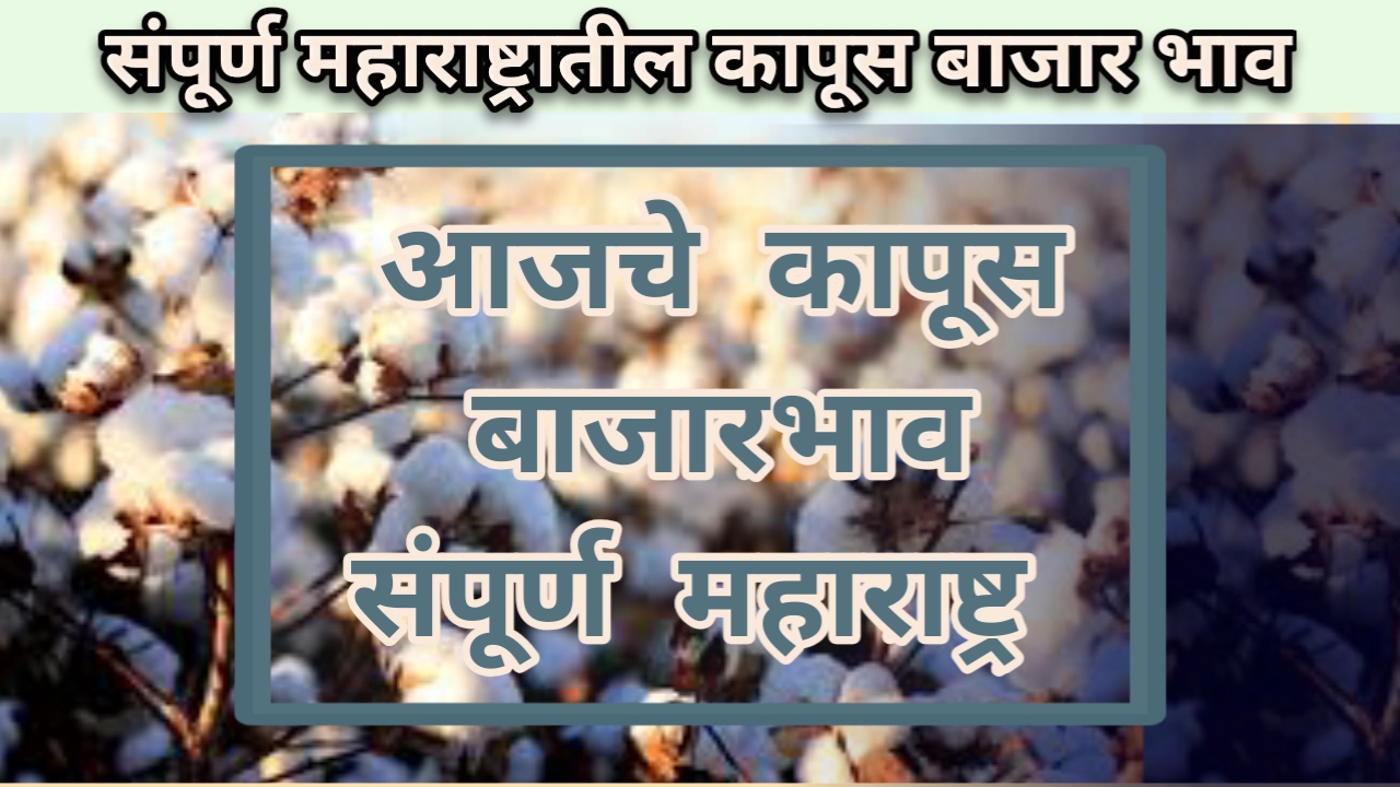 Kapus bajarbhav maharashtra