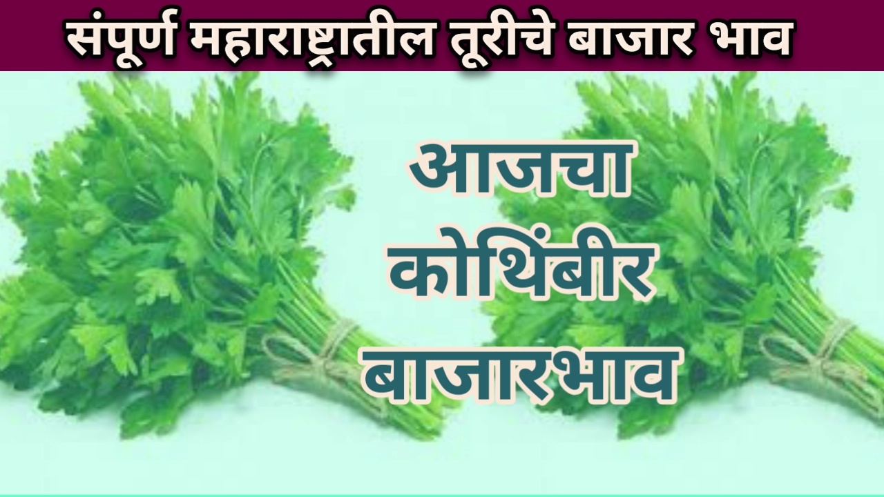 Kothimbir bajar bhav