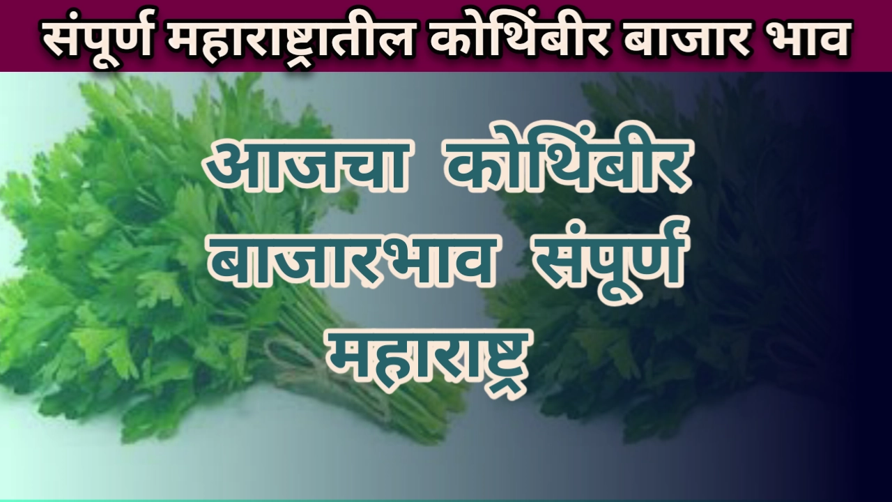 Kothimbir bajar bhav maharashtra