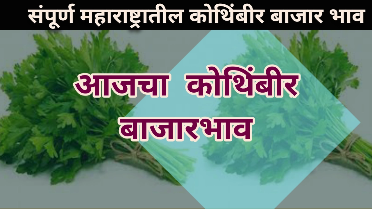 Kothimbir bajar bhav