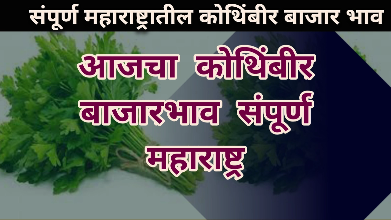 Kothimbir bajar bhav maharashtra