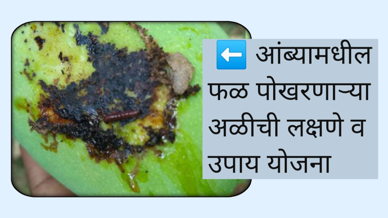 Mango fruit borer marathi