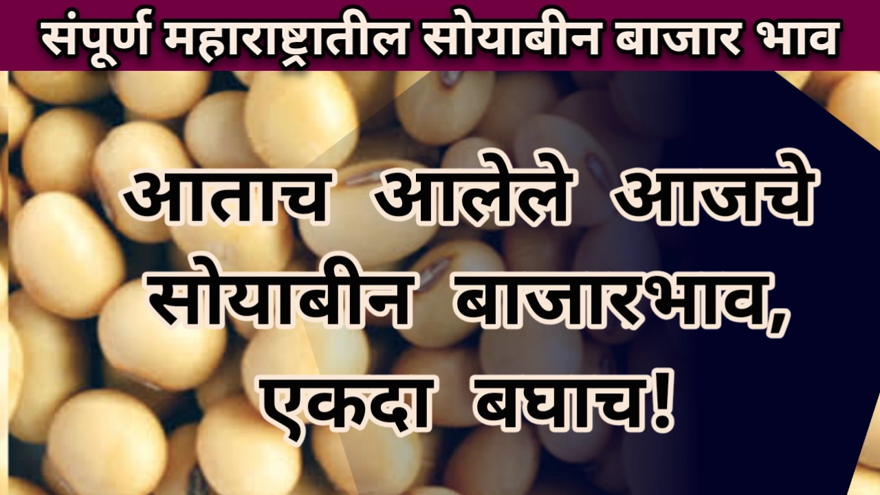 Soyabean rate maharashtra