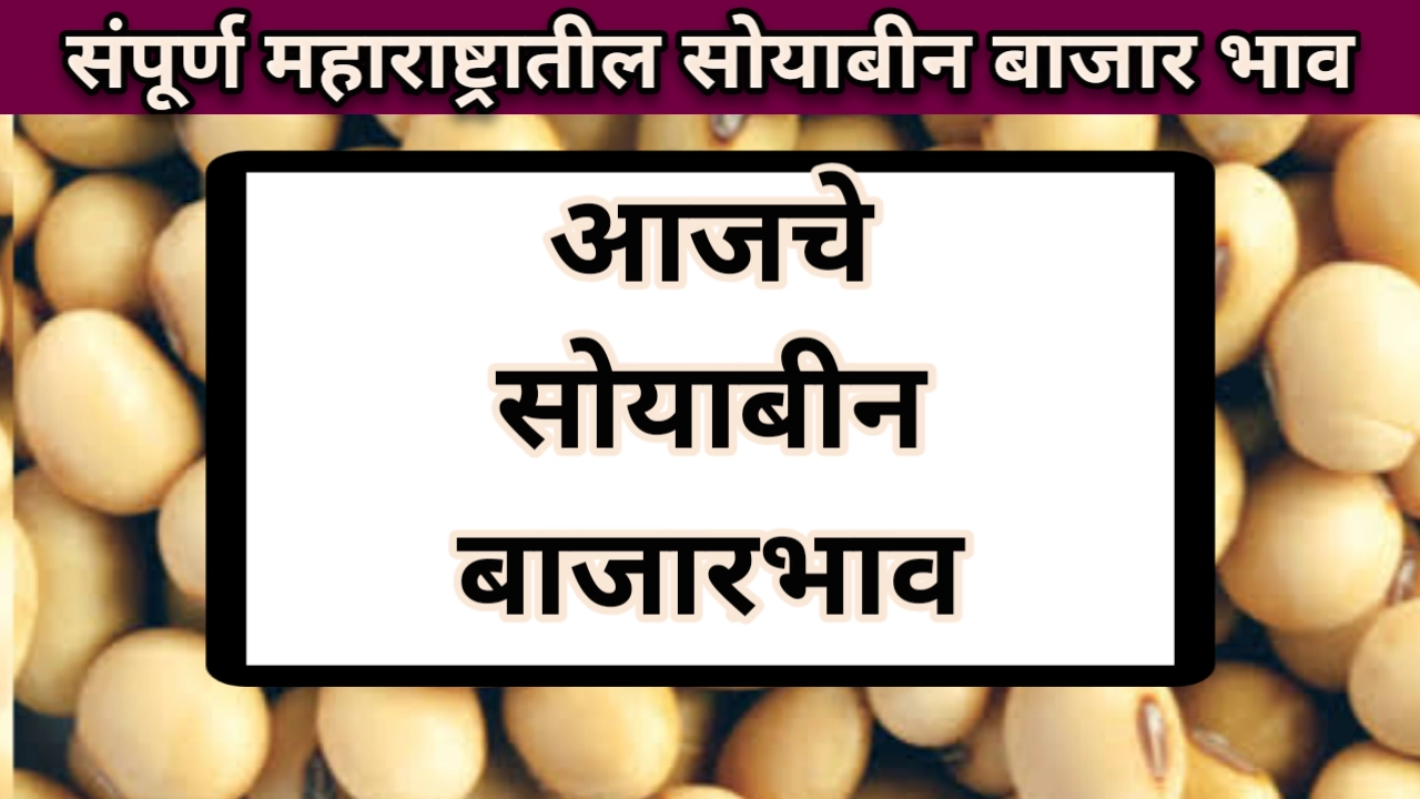 Soyabean Rate: आजचा सोयाबीन बाजारभाव संपूर्ण महाराष्ट्र