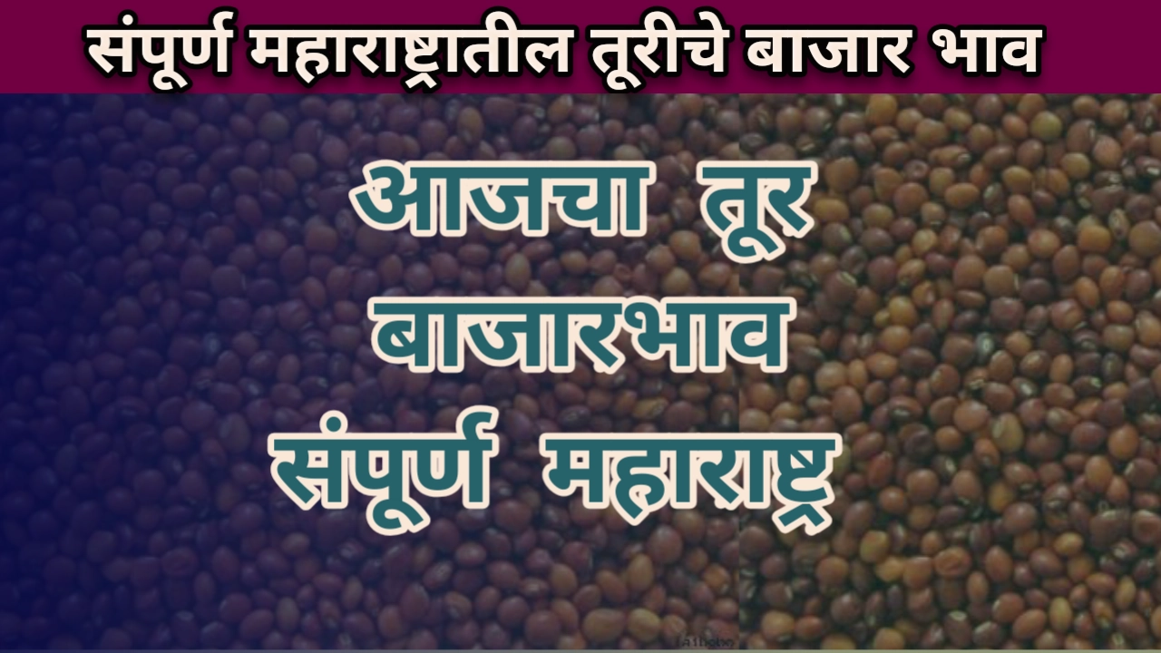 Tur bajar bhav maharashtra