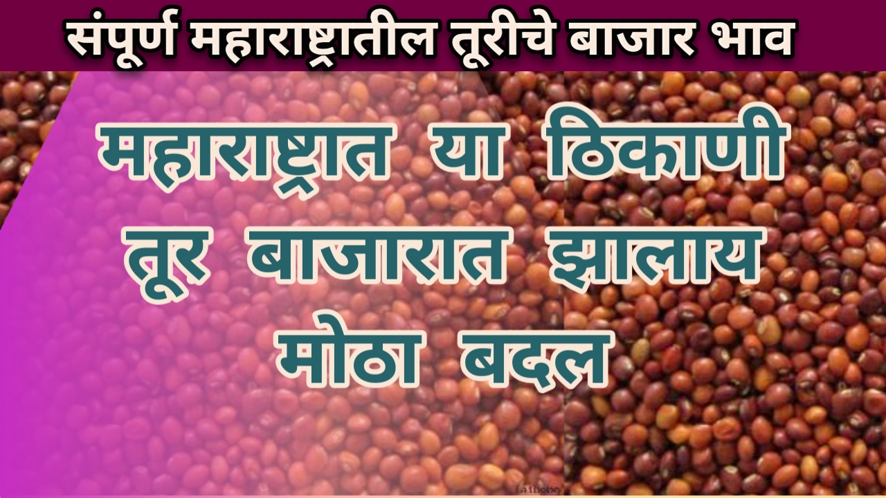 Tur rate maharashtra