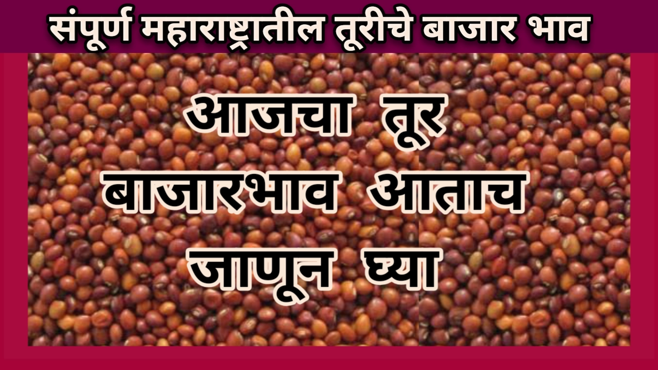 Tur Rate: आजचे तूर बाजार भाव table